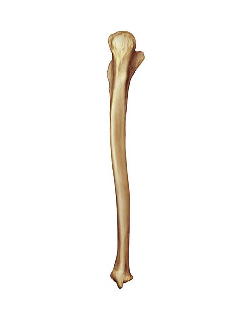 Ulna Bone Photograph By Asklepios Medical Atlas Pixels