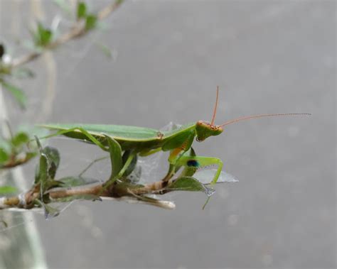 New Zealand Praying Mantis Project Noah