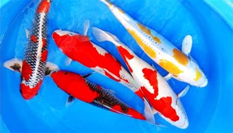 7 Daftar Harga Ikan Koi Berdasarkan Jenisnya Terbaru Tahun 2022