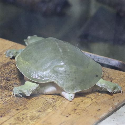 Chinese Softshell Turtle