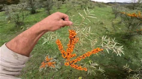 Seaberry Seabuckthorn Harvesting - YouTube