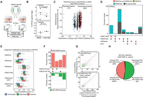 Epigenetic Resetting In The Human Germ Line Entails Histone