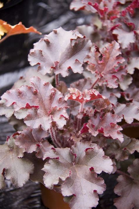 10 Best Varieties of Heuchera