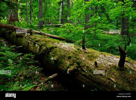 Fallen Nordmann fir (Abies nordmanniana) tree, old-growth forest ...