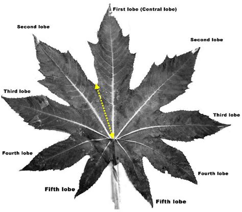 Agronomy Free Full Text Morphological Anatomical And Chemical