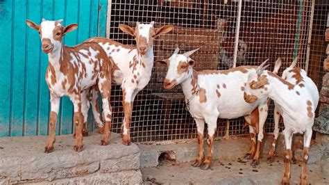 Quality Barbari Breeding Setup Of Metro Goat Farm Aurangabad