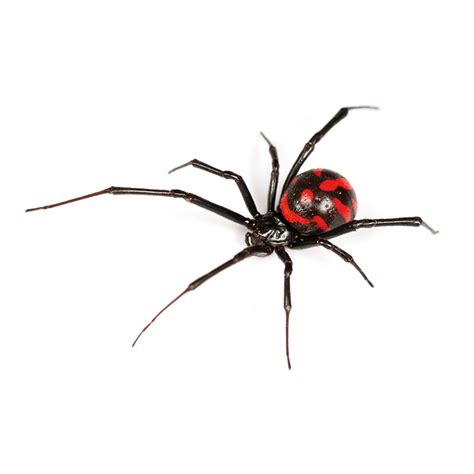 Black Widow Spider Removal In Western Ny Rochester Pest Pro