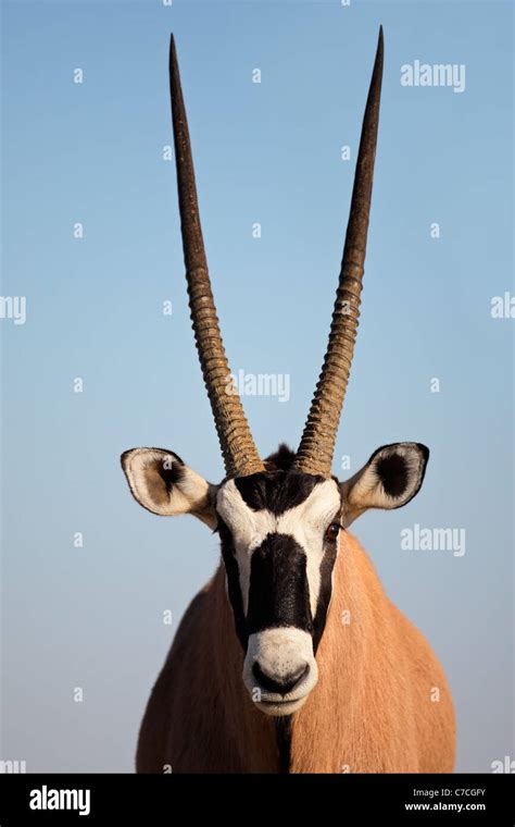 Portrait Of A Gemsbok Antelope Oryx Gazella Against A Blue Sky