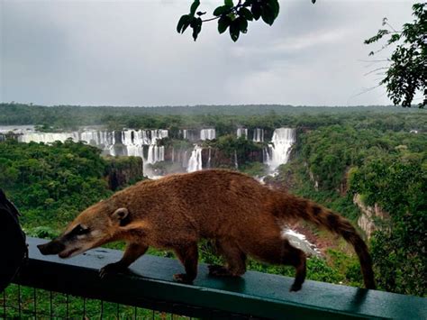 The animals you will find in the Iguazu Falls | HOWLANDERS