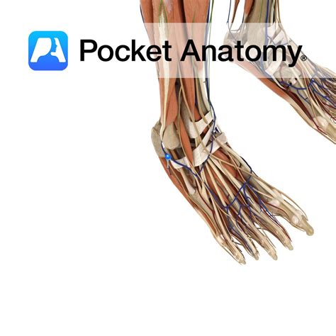 Abductor Digiti Minimi Foot Pocket Anatomy