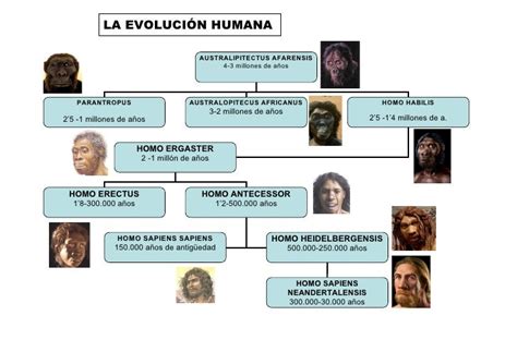 Esquema Evolucion Humana