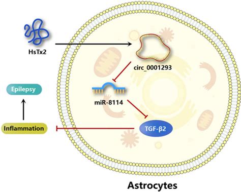 Scorpion Venom Peptide HsTx2 Suppressed PTZ Induced Seizures In Mice