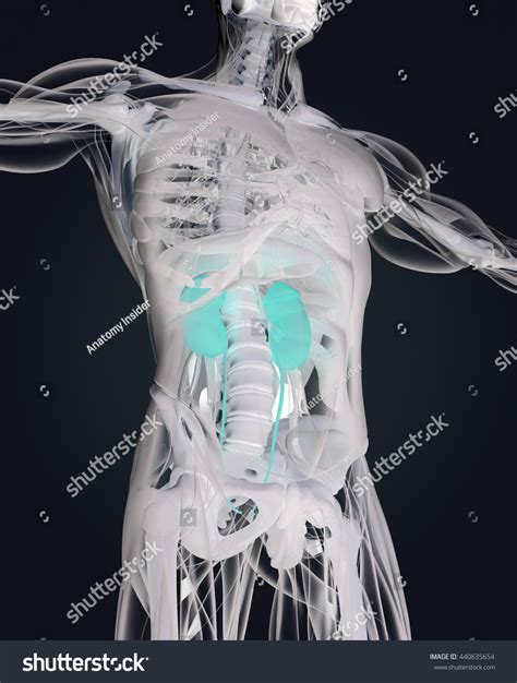 Kidneys Human Anatomy Xraylike View Futuristic Stock Illustration