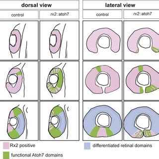 Schematic Summary Of Differential Atoh Function Dorsal And Lateral