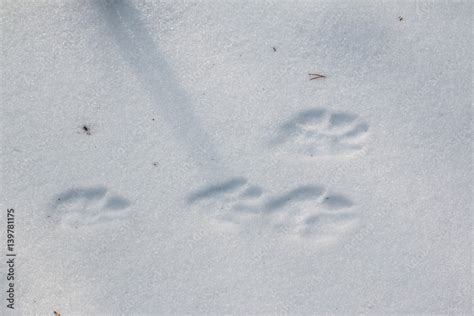 Snowshoe hare tracks on snow in winter Stock Photo | Adobe Stock