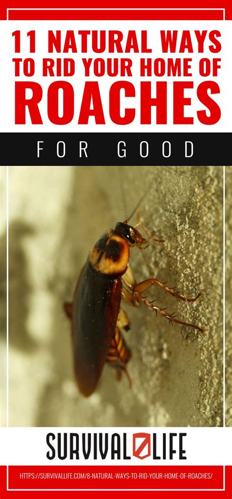 Ways To Rid Your Home Of Roaches For Good Survival Life