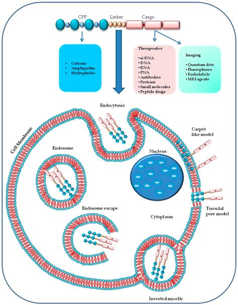 Molecules Free Full Text Cell Penetrating Peptides As Molecular