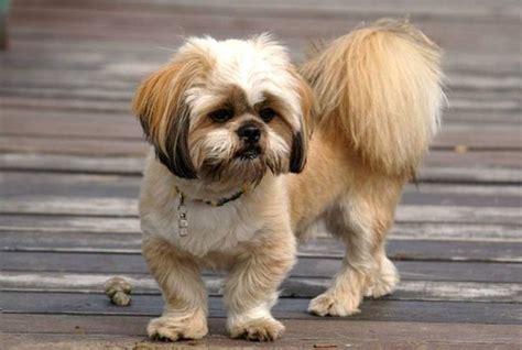 Pekingese Dog Haircut Styles Pictures Pets Blog Dog Haircuts Lhasa