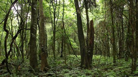 Rainforest Trees - Australian Landscape. This Rainforest Landscape Is An Endemic Temperate ...