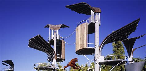 Perth Zoo Orang Utan Exhibit By Iredale Pedersen Hook 谷德设计网