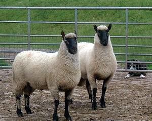 Clun Forest sheep - Alchetron, The Free Social Encyclopedia