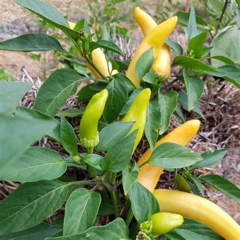 Hungarian Hot Wax Pepper Seeds Mountain Top Seed Bank