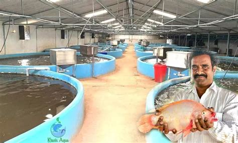 Food For Thought Be Innovative To Net Bigger Catch In Aquaculture Sector