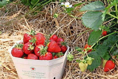 Hier Gibt Es Erdbeeren Zum Selbstpfl Cken