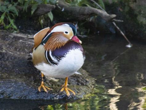 People Are Lining Up To See Central Park's Rare Mandarin Duck (Photos)