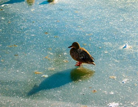 A Duck Walks On Ice In Winter Golden Sunlight Reflects On An Ice