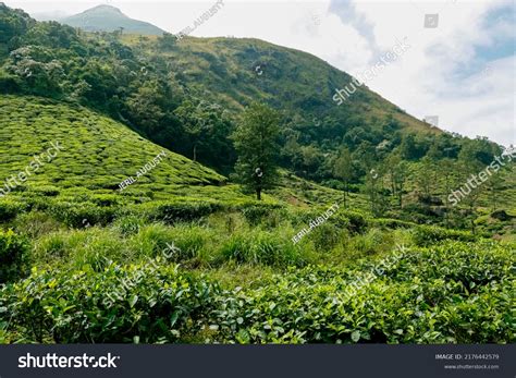 Outstanding Landscape View Wayanad Tea Plantation Stock Photo