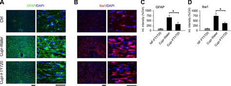 Decreased Accumulation Of Astrocytes GFAP And Microglia Macrophages