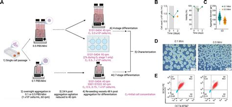 Frontiers Analysis Of The Effects Of Bench Scale Cell Culture