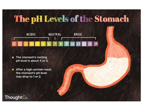 Properties of gastric juice, composition of gastric juice and functions ...