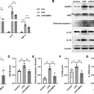 EMPA Attenuates LPS Induced Inflammation And NLRP3 Inflammasome