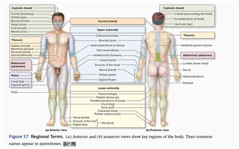 Ventral Anterior And Dorsal Posterior Anatomy Diagram 44 OFF