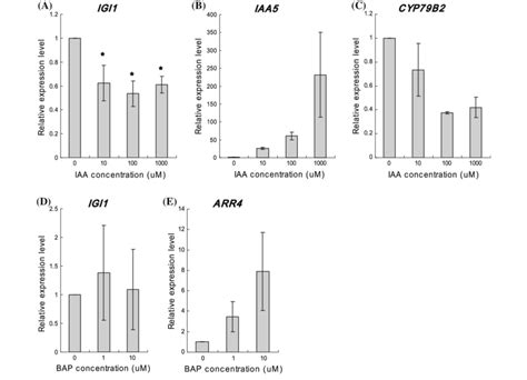 Effect Of Auxin And Cytokinin On IGI1 Gene Expression Untreated 7 Day