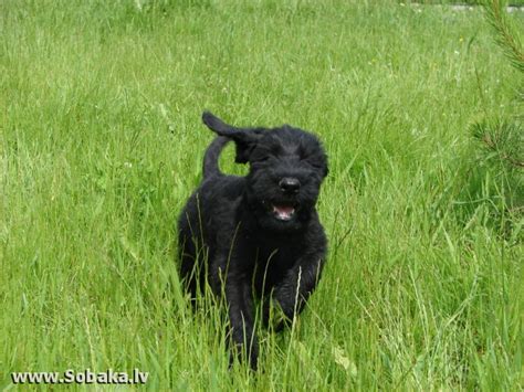 Ризеншнауцер - Питомник Из Банды Чёрных - Iz Bandy Chernih - Фотографии ...