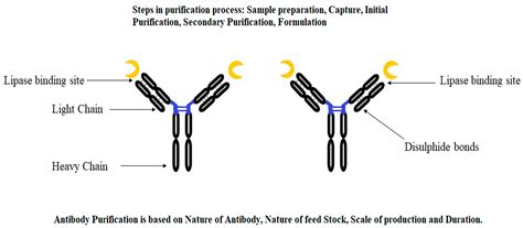 Purification Strategies Of Microbial Lipases Encyclopedia MDPI