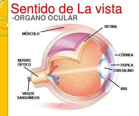 Camiñando polas ciencias de 4º de EP