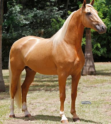 Criação de Cavalo de Raça Dicas para um Manejo Eficiente