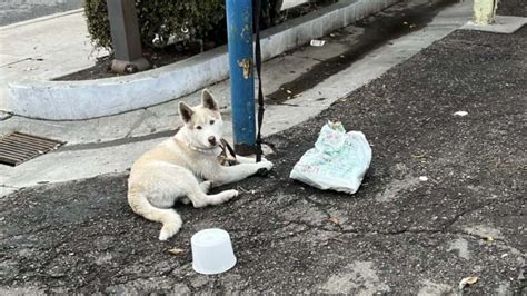 Filhote De Cachorro Amarrado Em Poste Espera Dias Por Algu M Para