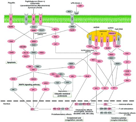 Toll Like Receptor Signaling Pathway Representing The Present And