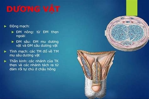 Dương vật của nam giới Cấu trúc vai trò và chức năng