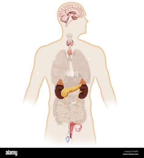 Endocrine system hi-res stock photography and images - Alamy 