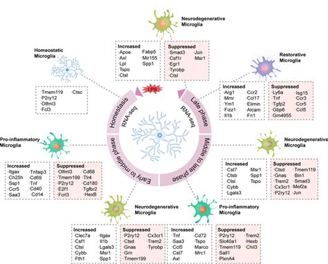 Phenotypic Diversity Of Context Dependent Microglia In The Brain Under