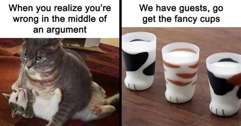 Cats On Catnip Funny And Relatable Cat Memes We Loved A Lot