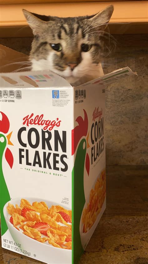 my dumb cat got stuck in a cereal box : r/cat