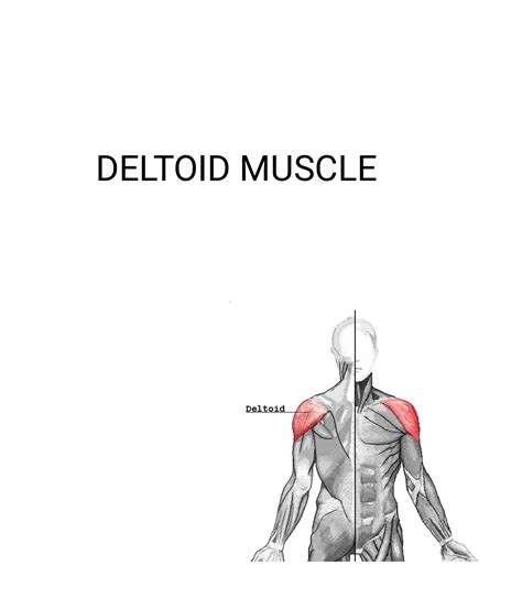 SOLUTION: Deltoid muscle anatomy - Studypool