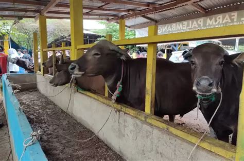 Wow Inilah Sapi Terbesar Termewah Dan Termahal Di Idul Adha Di